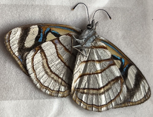  ( - CFCA07828)  @11 [ ] copyright (2024) Center For Collection-Based Research Center For Collection-Based Research