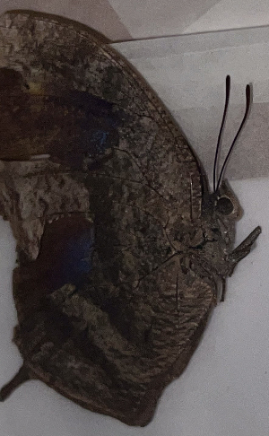  (Memphis pseudiphis - CFCA07843)  @11 [ ] copyright (2024) Center For Collection-Based Research Center For Collection-Based Research