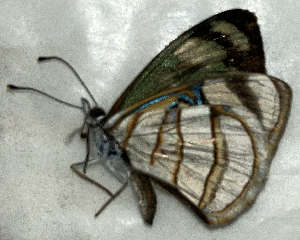  ( - CFCA07883)  @11 [ ] copyright (2024) Center For Collection-Based Research Center For Collection-Based Research