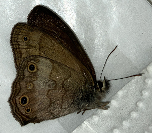  ( - CFCA07896)  @11 [ ] copyright (2024) Center For Collection-Based Research Center For Collection-Based Research