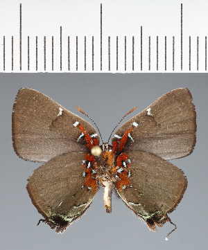  ( - CFCD03985)  @11 [ ] copyright (2024) Center For Collection-Based Research Center For Collection-Based Research