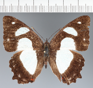  ( - CFCD04079)  @11 [ ] copyright (2024) Center For Collection-Based Research Center For Collection-Based Research