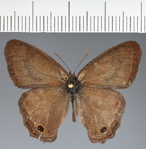  ( - CFCD04202)  @11 [ ] copyright (2024) Center For Collection-Based Research Center For Collection-Based Research