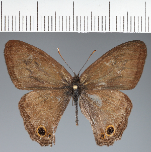  ( - CFCD04204)  @11 [ ] copyright (2024) Center For Collection-Based Research Center For Collection-Based Research