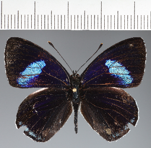  (Diaethria gabaza - CFCD04208)  @11 [ ] copyright (2024) Center For Collection-Based Research Center For Collection-Based Research