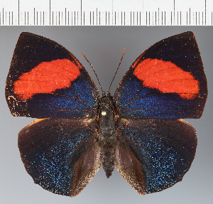  (Memphis anna - CFCD04348)  @11 [ ] copyright (2026) Center For Collection-Based Research Center For Collection-Based Research