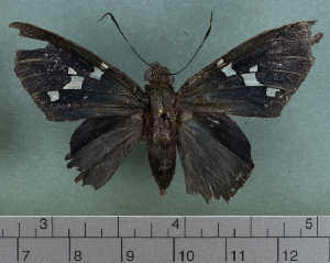  ( - CHFC6769)  @11 [ ] by-nc-sa (2023) Coleccion Boliviana de Fauna Coleccion Boliviana de Fauna