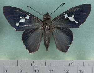  ( - CHFC7378)  @11 [ ] by-nc-sa (2023) Coleccion Boliviana de Fauna Coleccion Boliviana de Fauna