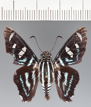  ( - CFCD03337)  @11 [ ] copyright (2023) Center For Collection-Based Research Center For Collection-Based Research