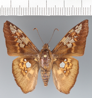  (Azonax typhaon - CFCD03355)  @11 [ ] copyright (2023) Center For Collection-Based Research Center For Collection-Based Research