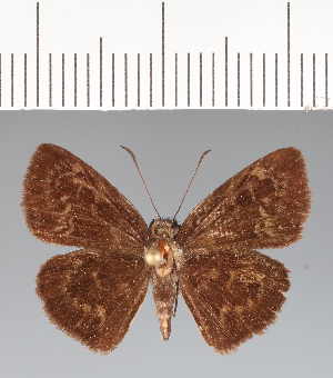  (Ouleus fridericus - CFCD03447)  @11 [ ] copyright (2023) Center For Collection-Based Research Center For Collection-Based Research