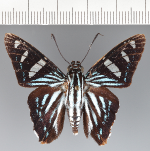  (Phocides thermus - CFCD03697)  @11 [ ] copyright (2023) Center For Collection-Based Research Center For Collection-Based Research