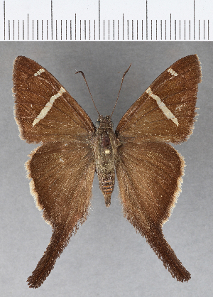  ( - CFCD01015)  @13 [ ] Copyright (2018) Center For Collection-Based Research Center For Collection-Based Research