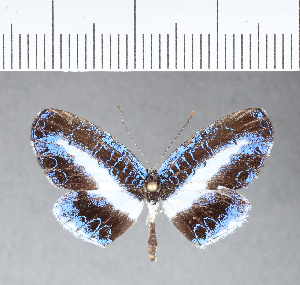  ( - CFCD00109)  @11 [ ] Copyright (2018) Center For Collection-Based Research Center For Collection-Based Research