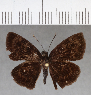  (Ouleus fridericus - CFCD01122)  @11 [ ] Copyright (2019) Center For Collection-Based Research Center For Collection-Based Research