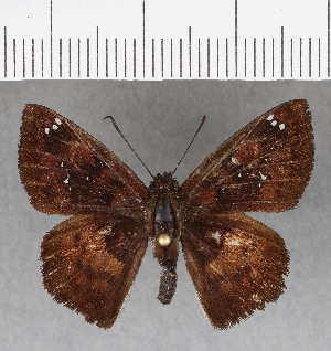  (Polyctor fera fera - CFCD01129)  @11 [ ] Copyright (2019) Center For Collection-Based Research Center For Collection-Based Research