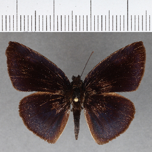  ( - CFCD01132)  @11 [ ] Copyright (2019) Center For Collection-Based Research Center For Collection-Based Research