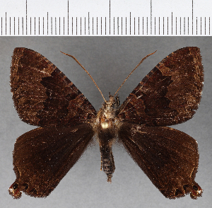  (Homidiana sp. CF01 - CFCD01148)  @13 [ ] Copyright (2019) Center For Collection-Based Research Center For Collection-Based Research