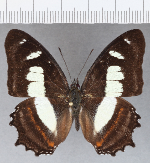  (Metamorpha elissa - CFCD01174)  @14 [ ] Copyright (2019) Center For Collection-Based Research Center For Collection-Based Research