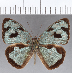  ( - CFCD01199)  @11 [ ] Copyright (2019) Center For Collection-Based Research Center For Collection-Based Research