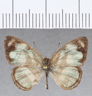  ( - CFCD01213)  @11 [ ] Copyright (2019) Center For Collection-Based Research Center For Collection-Based Research