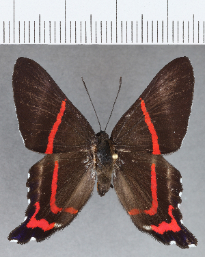  ( - CFCD01229)  @11 [ ] Copyright (2019) Center For Collection-Based Research Center For Collection-Based Research