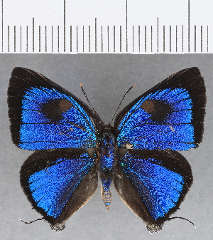  ( - CFCD01259)  @11 [ ] Copyright (2019) Center For Collection-Based Research Center For Collection-Based Research