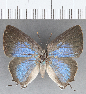  ( - CFCD01262)  @11 [ ] Copyright (2019) Center For Collection-Based Research Center For Collection-Based Research