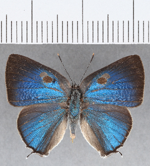  (Siderus sp. CF02 - CFCD01292)  @11 [ ] Copyright (2019) Center For Collection-Based Research Center For Collection-Based Research