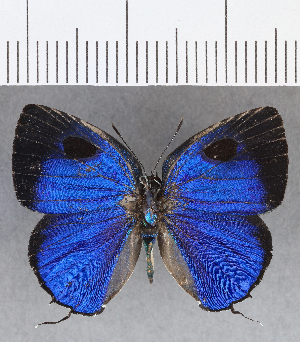 ( - CFCD01322)  @11 [ ] Copyright (2019) Center For Collection-Based Research Center For Collection-Based Research