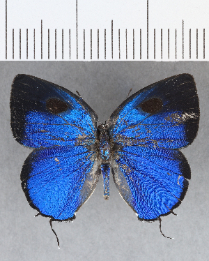  ( - CFCD01324)  @11 [ ] Copyright (2019) Center For Collection-Based Research Center For Collection-Based Research