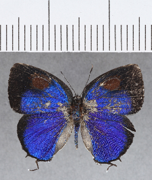  ( - CFCD01330)  @11 [ ] Copyright (2019) Center For Collection-Based Research Center For Collection-Based Research
