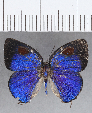  ( - CFCD01331)  @11 [ ] Copyright (2019) Center For Collection-Based Research Center For Collection-Based Research