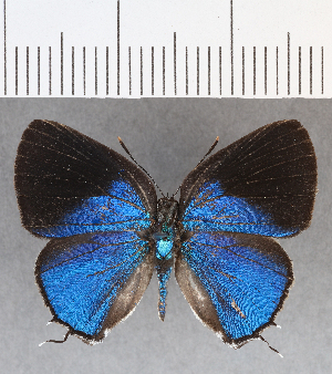  (Ostrinotes sp. CF02 - CFCD01336)  @11 [ ] Copyright (2019) Center For Collection-Based Research Center For Collection-Based Research