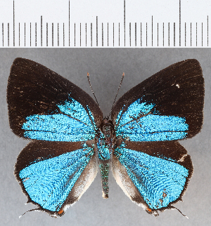  ( - CFCD01338)  @11 [ ] Copyright (2019) Center For Collection-Based Research Center For Collection-Based Research
