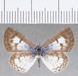 (Leptotes sp. CF08 - CFCD01353)  @11 [ ] Copyright (2019) Center For Collection-Based Research Center For Collection-Based Research