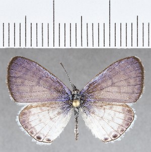 (Leptotes sp. CF10 - CFCD01356)  @11 [ ] Copyright (2019) Center For Collection-Based Research Center For Collection-Based Research