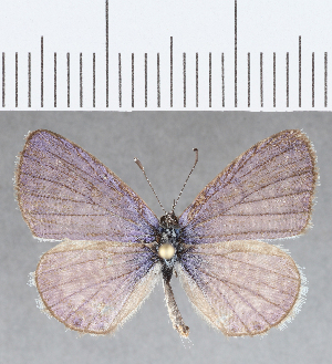  (Leptotes sp. CF10 - CFCD01357)  @11 [ ] Copyright (2019) Center For Collection-Based Research Center For Collection-Based Research