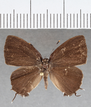  (Calycopis sp. CF06 - CFCD01378)  @11 [ ] Copyright (2019) Center For Collection-Based Research Center For Collection-Based Research