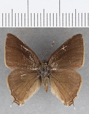 (Lamprospilus sp.1 CFCF - CFCD01379)  @11 [ ] Copyright (2019) Center For Collection-Based Research Center For Collection-Based Research