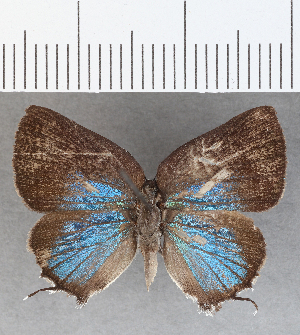  (Olynthus sp. CF06 - CFCD01453)  @11 [ ] Copyright (2020) Center For Collection-Based Research Center For Collection-Based Research