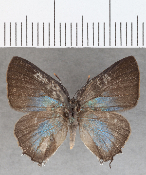 ( - CFCD01476)  @11 [ ] Copyright (2020) Center For Collection-Based Research Center For Collection-Based Research