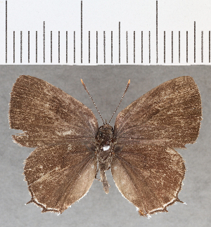  (Ostrinotes sp. CF09 - CFCD01679)  @11 [ ] copyright (2020) Center For Collection-Based Research Center For Collection-Based Research