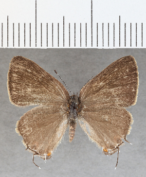  (Ostrinotes sp. CF10 - CFCD01706)  @11 [ ] copyright (2020) Center For Collection-Based Research Center For Collection-Based Research