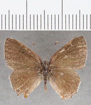  (Ostrinotes sp. CF11 - CFCD01707)  @11 [ ] copyright (2020) Center For Collection-Based Research Center For Collection-Based Research