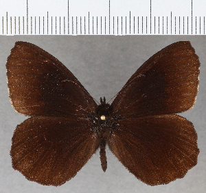  (Pedaliodes simplissima - CFCD01762)  @11 [ ] copyright (2020) Center For Collection-Based Research Center For Collection-Based Research