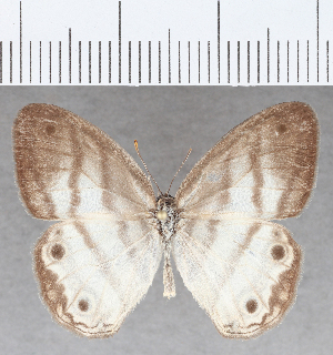  (Euptychia sp. CF07 - CFCD01801)  @11 [ ] copyright (2020) Center For Collection-Based Research Center For Collection-Based Research