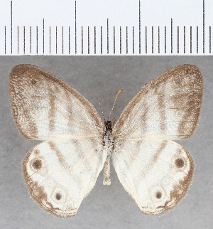  (Euptychia mollina - CFCD01815)  @11 [ ] copyright (2020) Center For Collection-Based Research Center For Collection-Based Research