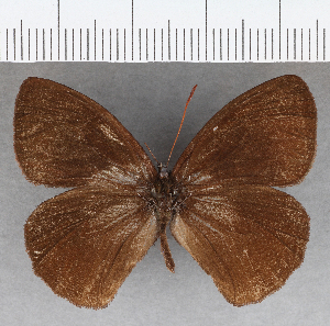  (Forsterinaria rustica weyrauchi - CFCD01852)  @11 [ ] copyright (2021) Center For Collection-Based Research Center For Collection-Based Research
