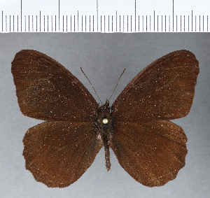  (Corderopedaliodes buda - CFCD00195)  @11 [ ] Copyright (2018) Center For Collection-Based Research Center For Collection-Based Research